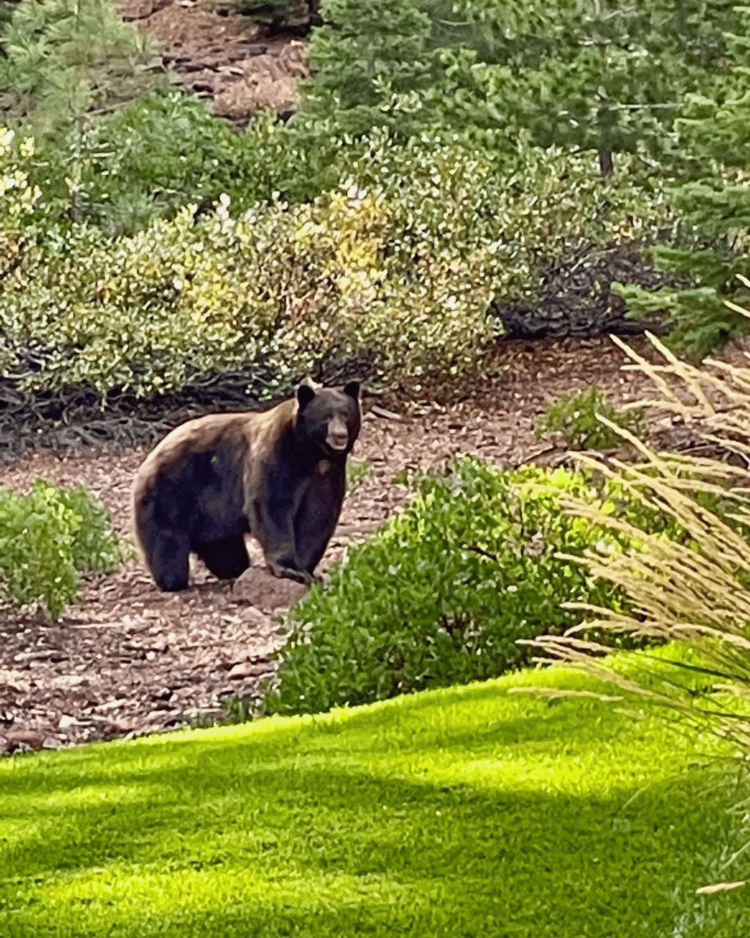 black bear Black bear standing in front yard of Truckee, California